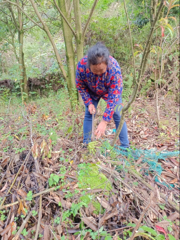 千汇网 保险护“绿”前行